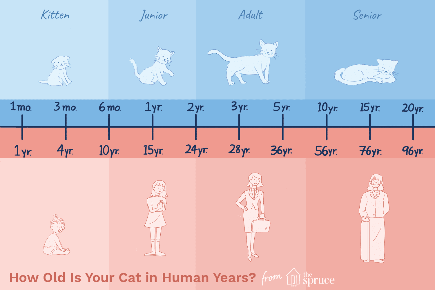 Cat years